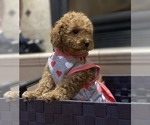 Small Photo #5 Goldendoodle (Miniature) Puppy For Sale in HESPERIA, CA, USA