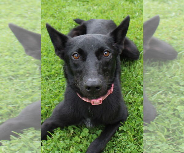 Medium Photo #1 Australian Kelpie Puppy For Sale in Petaluma, CA, USA