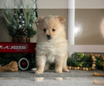 Small Photo #3 Pomeranian Puppy For Sale in NAPPANEE, IN, USA