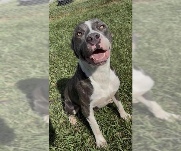 Medium Photo #1 American Bulldog-Unknown Mix Puppy For Sale in Rosenberg, TX, USA