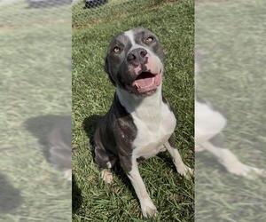DRUSILLA - Female American Bulldog-Unknown Mix Dog for Adoption