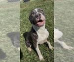 DRUSILLA - Female American Bulldog-Unknown Mix Dog for Adoption - Small photo