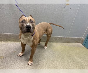 Mutt Dogs for adoption in Las Vegas, NV, USA