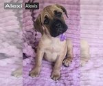Small #4 Cane Corso