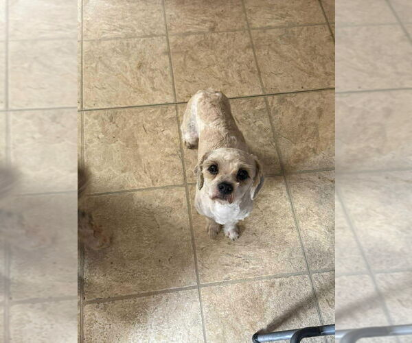 Medium Photo #2 Mutt Puppy For Sale in New York, NY, USA