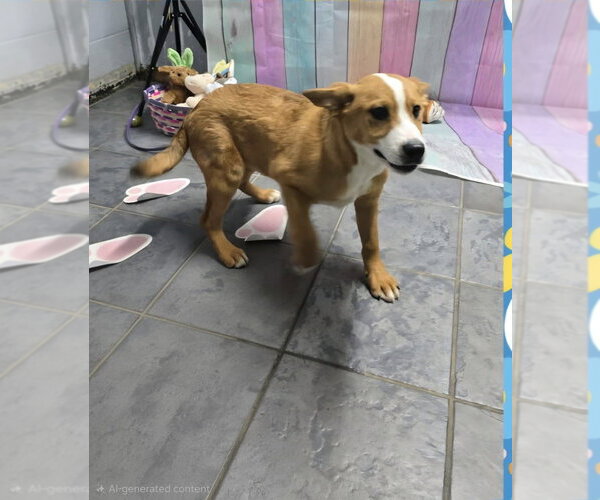 Medium Photo #2 Beagle-Unknown Mix Puppy For Sale in Aurora, IN, USA