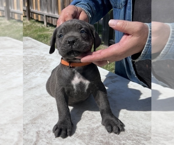 Medium Photo #1 Cane Corso Puppy For Sale in GRAND PRAIRIE, TX, USA