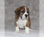 Small Photo #2 Beabull Puppy For Sale in APPLE CREEK, OH, USA