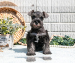 Small #2 Schnauzer (Miniature)