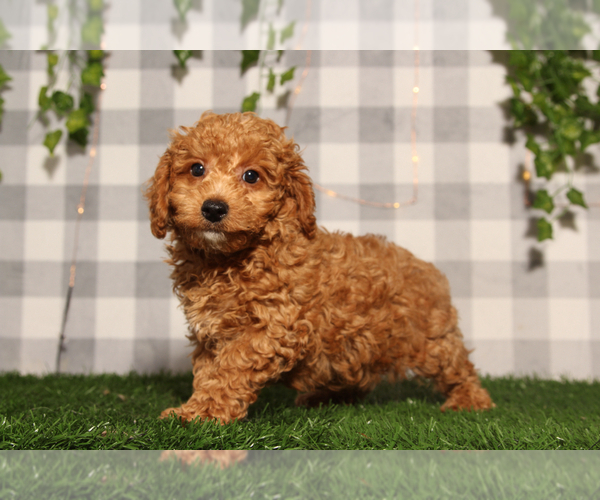 Medium Photo #2 Poodle (Toy) Puppy For Sale in MARIETTA, GA, USA