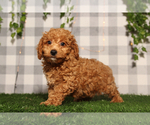 Small #1 Poodle (Toy)