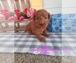 Puppy 11 Goldendoodle