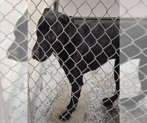 Labrador Retriever-Unknown Mix Dogs for adoption in Anchorage, AK, USA