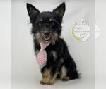 Small #1 Cairn Terrier Mix