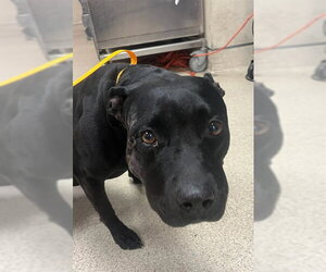 Mutt Dogs for adoption in Riverside, CA, USA