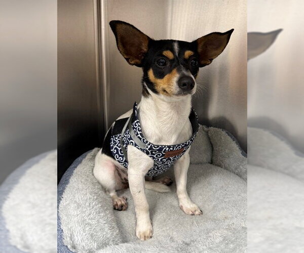 Medium Photo #1 Chihuahua Puppy For Sale in Naples, FL, USA