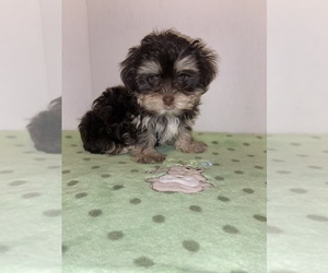 Morkie Puppy for sale in MCMINNVILLE, TN, USA