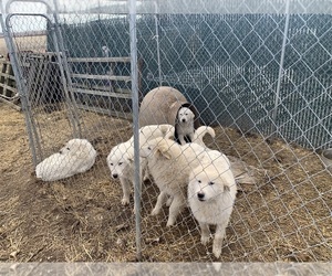 Great Pyrenees Puppy for sale in CARLETON, MI, USA