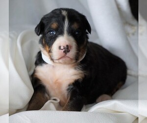 Bernese Mountain Dog Puppy for sale in FREDERICKSBG, OH, USA