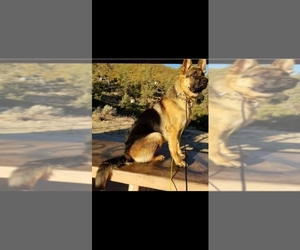 German Shepherd Dog Puppy for sale in HOMELAND, CA, USA