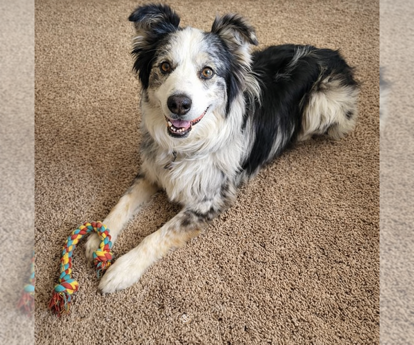 Medium Photo #2 Australian Shepherd-Unknown Mix Puppy For Sale in Laramie, WY, USA