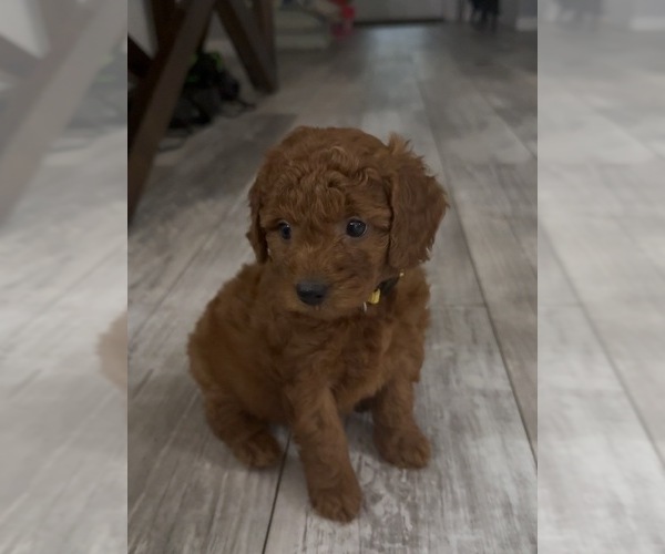 Medium Photo #2 Golden Retriever-Poodle (Toy) Mix Puppy For Sale in GIBSONTON, FL, USA