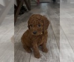 Small #1 Golden Retriever-Poodle (Toy) Mix