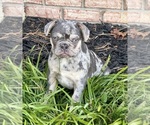 Small #4 French Bulldog