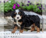Small #2 Bernedoodle (Miniature)