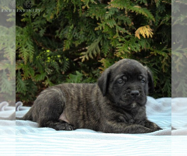 Medium Photo #5 Mastiff Puppy For Sale in MORGANTOWN, PA, USA