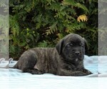 Small Photo #5 Mastiff Puppy For Sale in MORGANTOWN, PA, USA