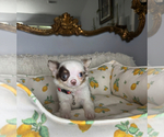 Small #2 Chihuahua