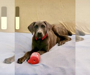 Doberman Pinscher-Unknown Mix Dogs for adoption in Mesa, AZ, USA