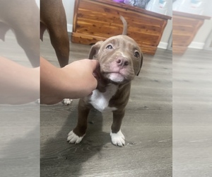 American Pit Bull Terrier-Labrador Retriever Mix Puppy for sale in DICKSON, TN, USA