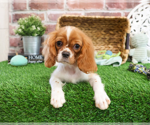 Cavalier King Charles Spaniel Puppy for sale in SYRACUSE, IN, USA