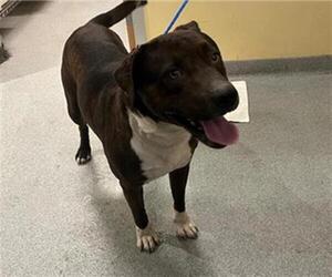 American Pit Bull Terrier Dogs for adoption in Orange, CA, USA