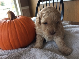 Labradoodle Puppy for sale in CLAY, PA, USA
