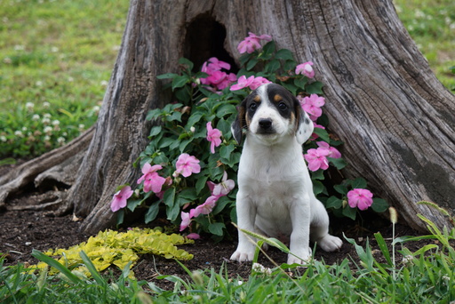 Medium Photo #1 Beagle Puppy For Sale in FREDERICKSBURG, OH, USA