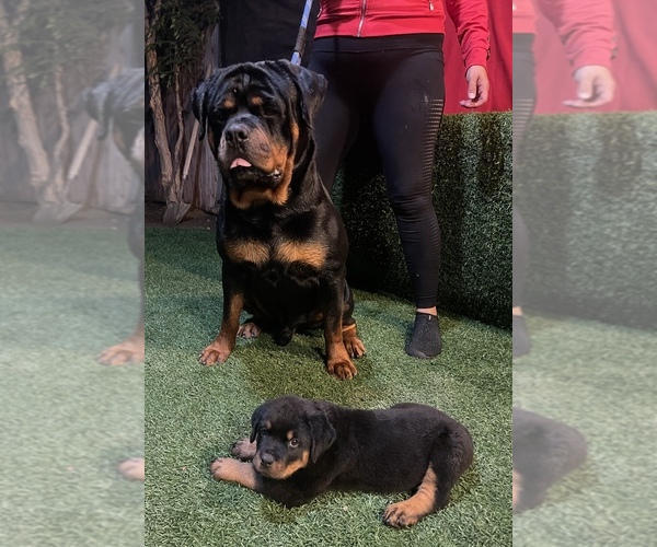 Medium Photo #17 Rottweiler Puppy For Sale in MIRA LOMA, CA, USA