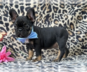 French Bulldog Puppy for sale in LANCASTER, PA, USA