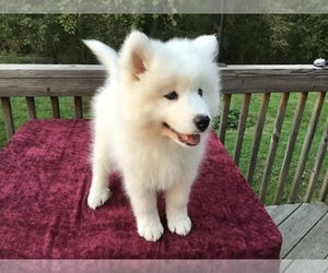 Samoyed Puppy for sale in WHITTIER, CA, USA