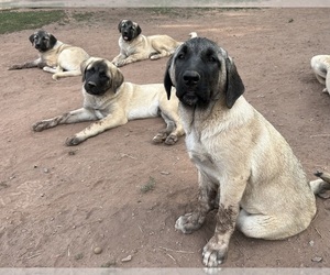 Kangal Dog Puppy for sale in ROCKY RIDGE, MD, USA
