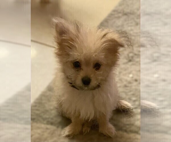 Medium Photo #3 Maltipom Puppy For Sale in CAPE CORAL, FL, USA