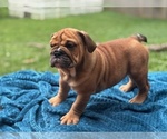 Image preview for Ad Listing. Nickname: Waylon