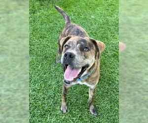 Catahoula Leopard Dog-Unknown Mix Dogs for adoption in Ventura, CA, USA