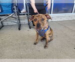 Small #6 American Staffordshire Terrier Mix