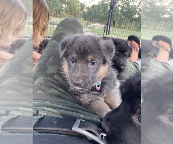 Medium Photo #9 German Shepherd Dog Puppy For Sale in BOERNE, TX, USA