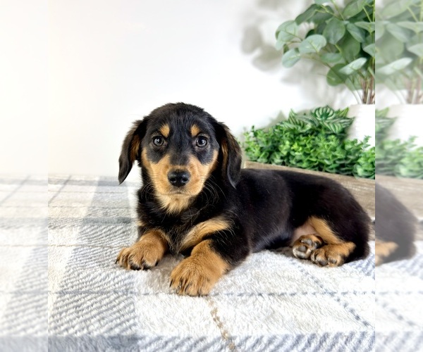 Medium Photo #5 Dorgi Puppy For Sale in GREENFIELD, IN, USA