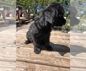 Goldendoodle Puppy for sale in LEON, KS, USA