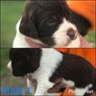 Small Photo #1 Brittany Puppy For Sale in SEYMOUR, IA, USA